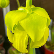 Sarracenia flava var. cuprea (Pender County, North Carolina) MK-F173
