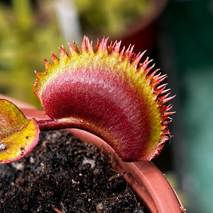 Dionaea muscipula 'Red Sawtooth'