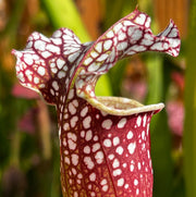 Sarracenia 'Bittoin'
