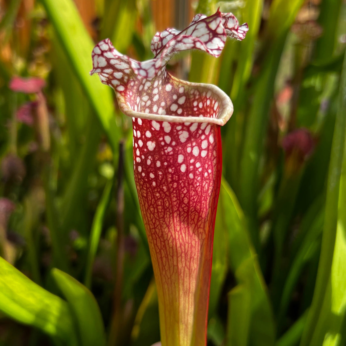 Sarracenia 'Bittoin'