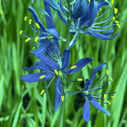 camassia esculenta quamash marginal pond plant bp020