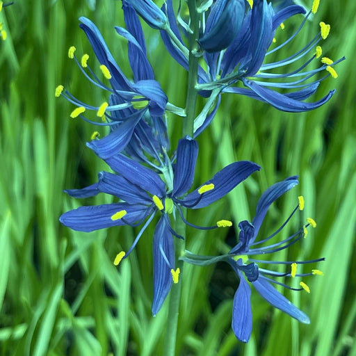 camassia esculenta quamash marginal pond plant bp020