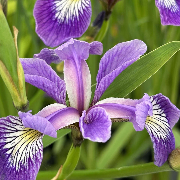 Iris versicolor (Blue Flag Iris)