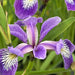 Iris versicolor (Blue Flag Iris)