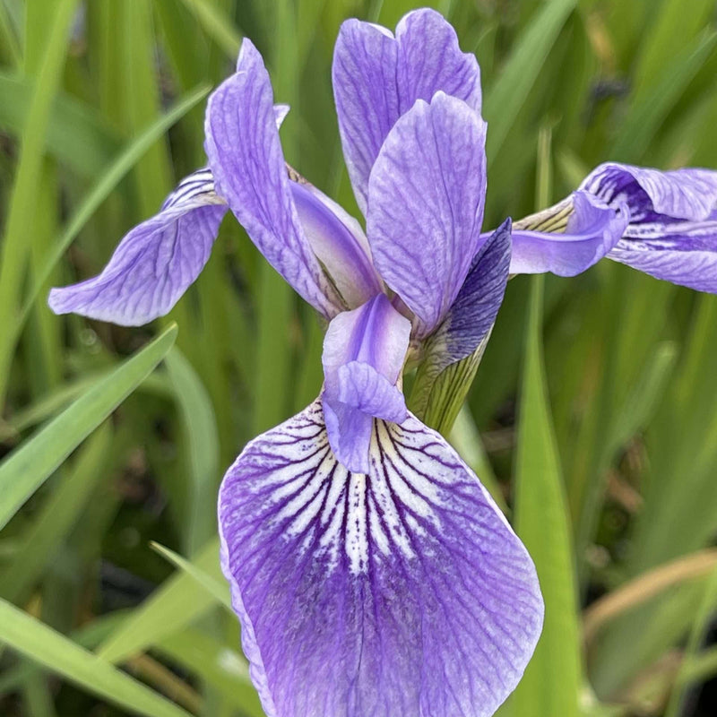 iris versicolor blue flag iris mp060