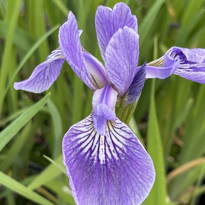 Iris versicolor (Blue Flag Iris)