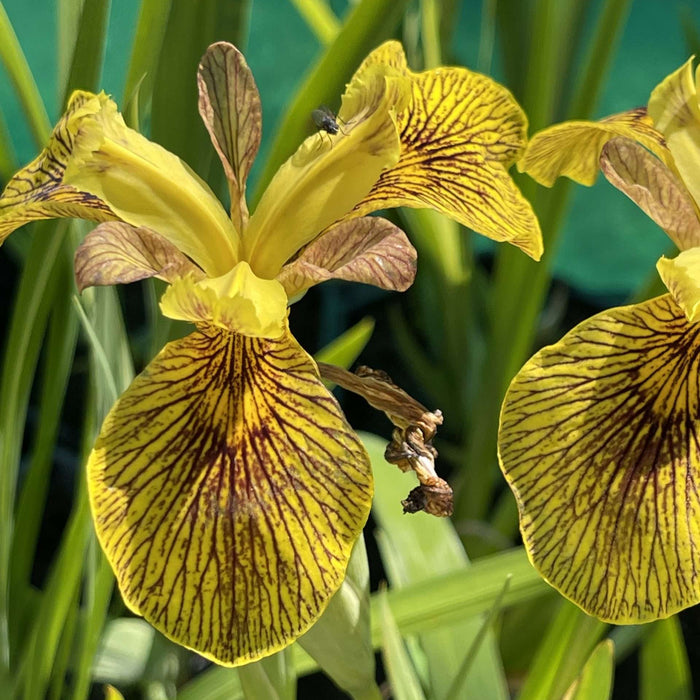 Iris pseudacorus 'Berlin Tiger'