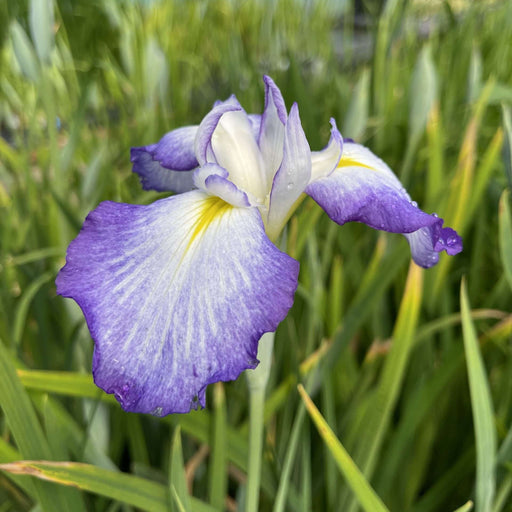 Iris ensata 'Gracieuse'