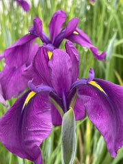 iris ensata ruby king marginal pond plants bp067a