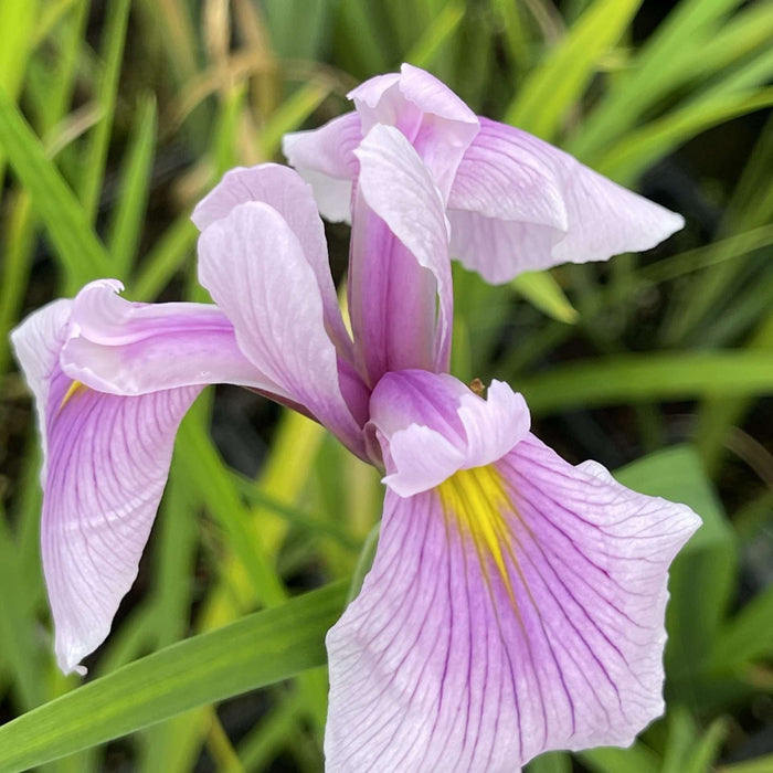 Iris laevigata 'Rose Queen'