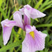 Iris laevigata 'Rose Queen'