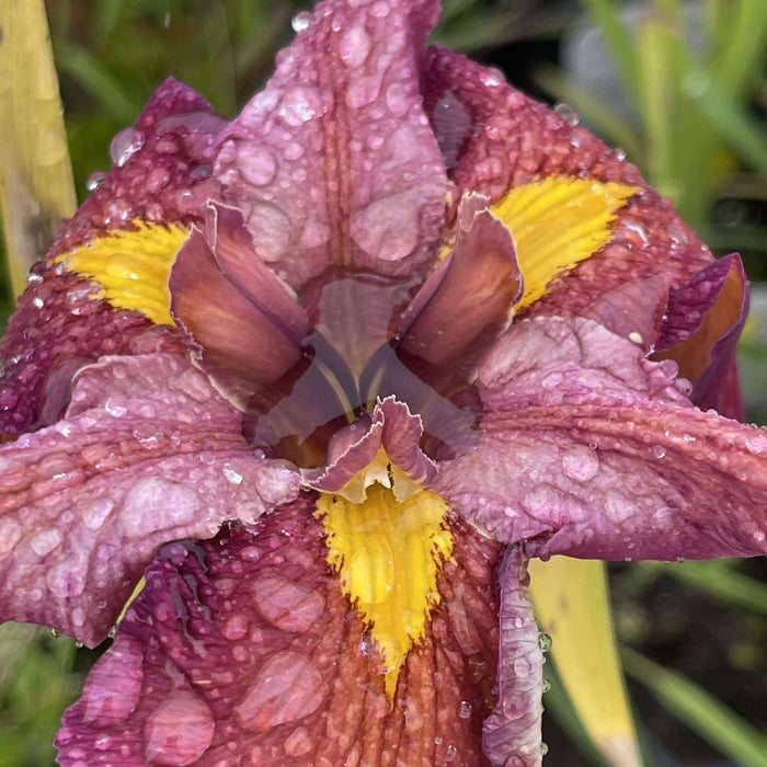 Iris louisiana 'Ann Chowning'