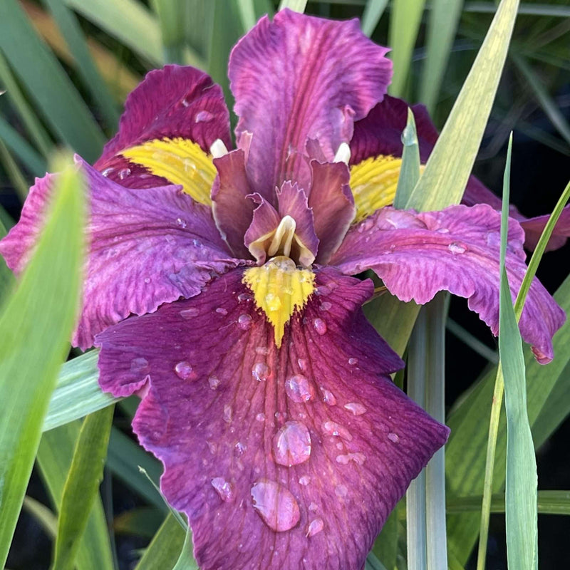 iris louisiana ann chowning mp050