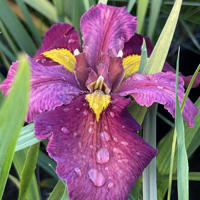 Iris louisiana 'Ann Chowning'