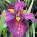 Iris louisiana 'Ann Chowning'