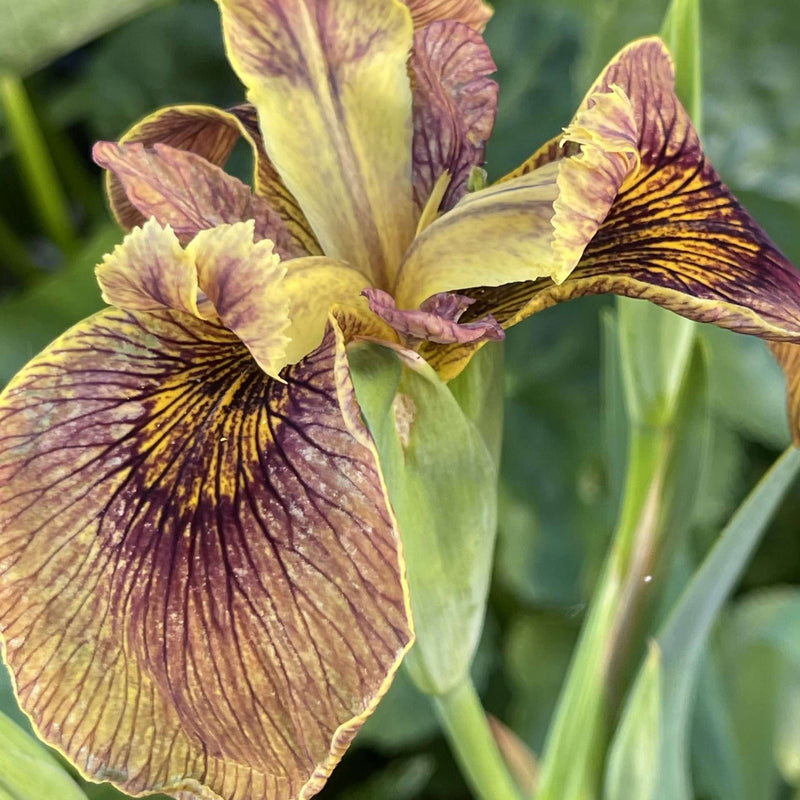 iris pseudacorus berlin tiger mp059