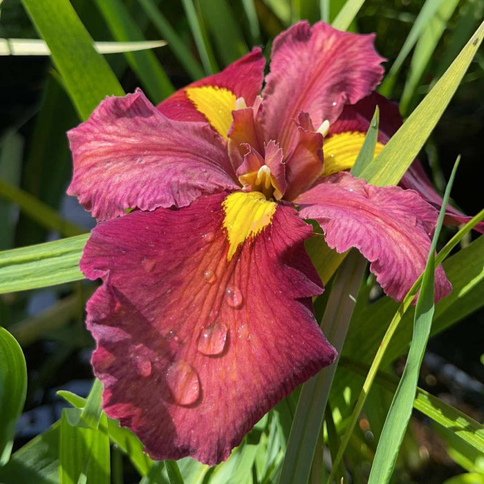 Iris louisiana 'Ann Chowning'