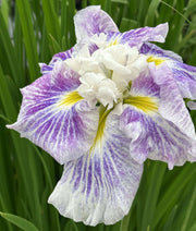 iris ensata angel mountain marginal pond plants bp052