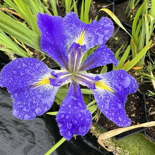 iris louisiana heather stream marginal pond plants mp054