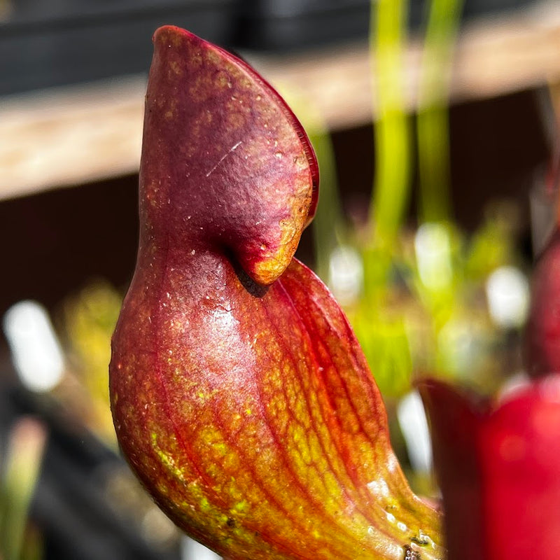 Sarracenia purpurea subsp. purpurea Near Durham, Grey County