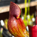 Sarracenia purpurea subsp. purpurea Near Durham, Grey County