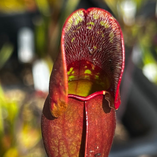 Sarracenia purpurea subsp. purpurea Near Durham, Grey County