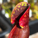 Sarracenia purpurea subsp. purpurea Near Durham, Grey County