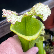 Sarracenia × moorei 'Big Mouth' (Santa Rosa County, Florida)