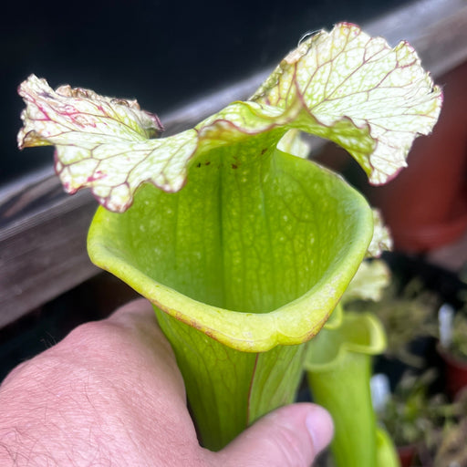 Sarracenia × moorei 'Big Mouth' (Santa Rosa County, Florida)