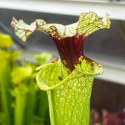 Sarracenia × moorei OBH26