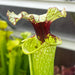 Sarracenia × moorei OBH26