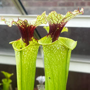 Sarracenia × moorei OBH26