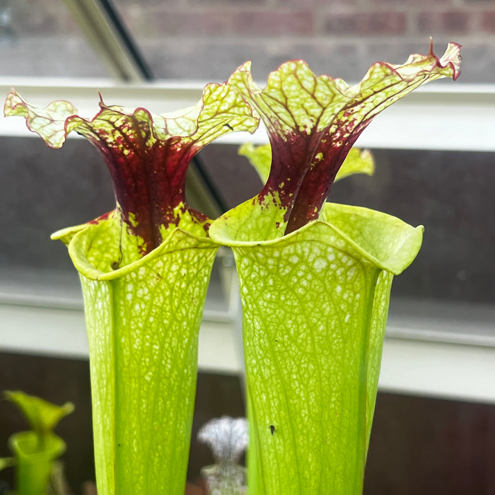 Sarracenia × moorei OBH26