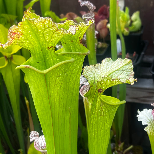 Sarracenia × moorei 'Big Mouth' (Santa Rosa County, Florida)