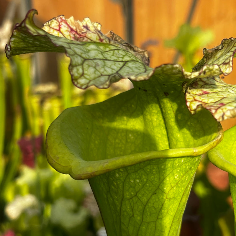 Sarracenia × moorei 'Big Mouth' (Santa Rosa County, Florida)