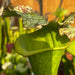 Sarracenia × moorei 'Big Mouth' (Santa Rosa County, Florida)