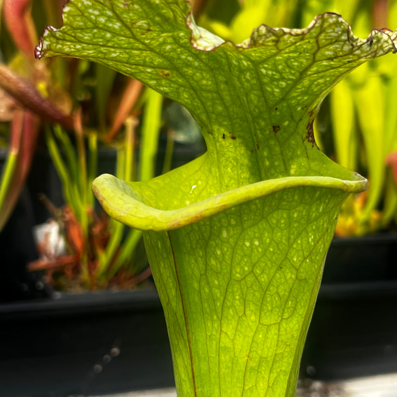 Sarracenia × moorei 'Big Mouth' (Santa Rosa County, Florida)