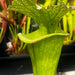 Sarracenia × moorei 'Big Mouth' (Santa Rosa County, Florida)
