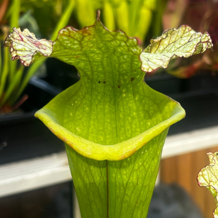 Sarracenia × moorei 'Big Mouth' (Santa Rosa County, Florida)