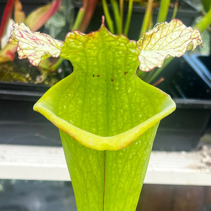 Sarracenia × moorei 'Big Mouth' (Santa Rosa County, Florida)