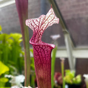Sarracenia 'Ellie Wang'