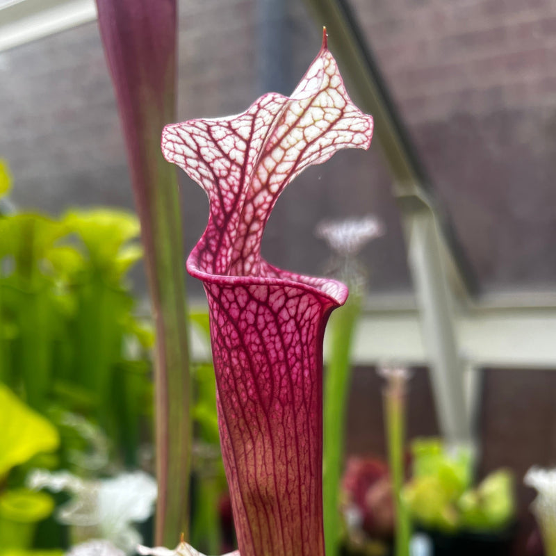 Sarracenia 'Ellie Wang'