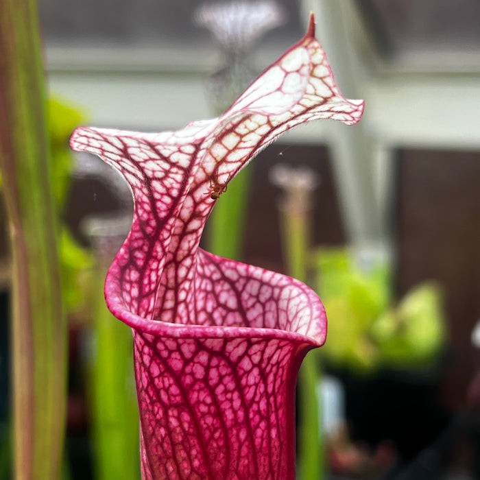 Sarracenia 'Ellie Wang'