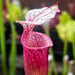 Sarracenia 'Ellie Wang'