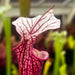 Sarracenia 'Ellie Wang'