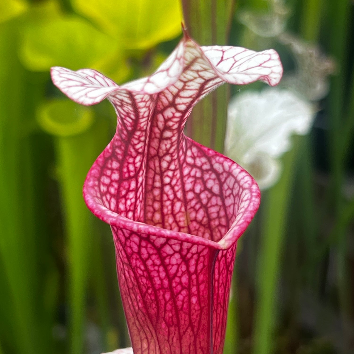 Sarracenia 'Ellie Wang'