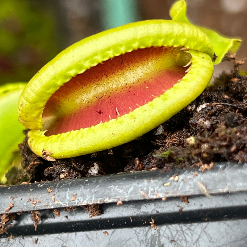 Dionaea muscipula 'CK Botox Lips'