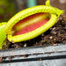 Dionaea muscipula 'CK Botox Lips'