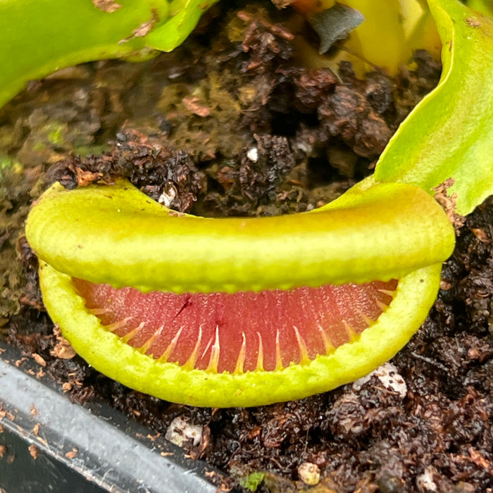 Dionaea muscipula 'CK Botox Lips'
