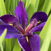 Iris louisiana ‘Black Gamecock’